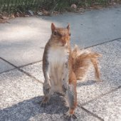 Squirrel